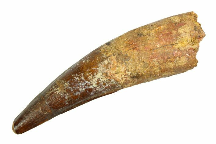 Real Fossil Spinosaurus Tooth - Giant Dinosaur Tooth #351488